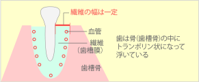 歯根膜とは